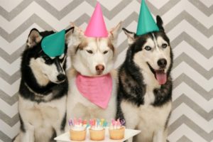 husky-birthday